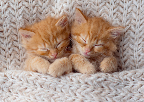 Two small striped ginger domestic kittens sleeping hugging each other at home lying on bed grey blanket funny pose. cute adorable pets cats