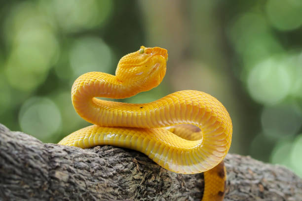 istock Yellow flat-nosed viper craspedocephalus or ( Trimeresurus puniceus ) hanging on a branch. Bothriechis schlegelii, beautiful colored venomous pit viper 1463835926
