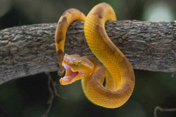 istock Yellow flat-nosed viper craspedocephalus or ( Trimeresurus puniceus ) hanging on a branch. Bothriechis schlegelii, beautiful colored venomous pit viper 1463836649