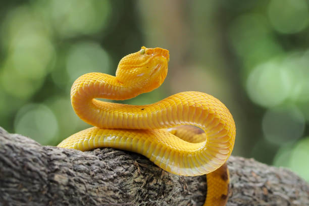 istock Yellow flat-nosed viper craspedocephalus or ( Trimeresurus puniceus ) hanging on a branch. Bothriechis schlegelii, beautiful colored venomous pit viper 1463836697