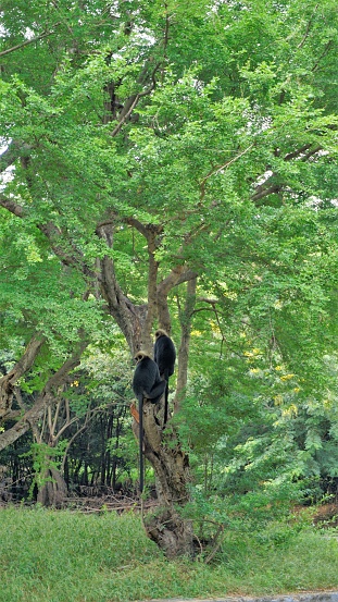 Lion tailed macaque or Macaca silenus also known as the wanderoo. Beautiful pair sitting in their natural surrounding at Vandalur zoo, Chennai.