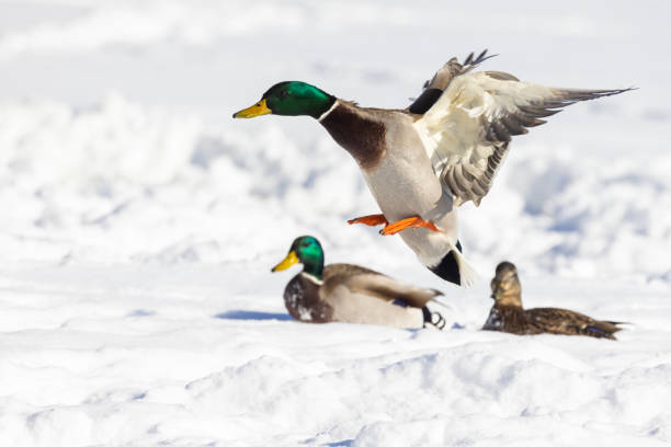 istock mallard or wild duck (Anas platyrhynchos) flying in winter 1463838878