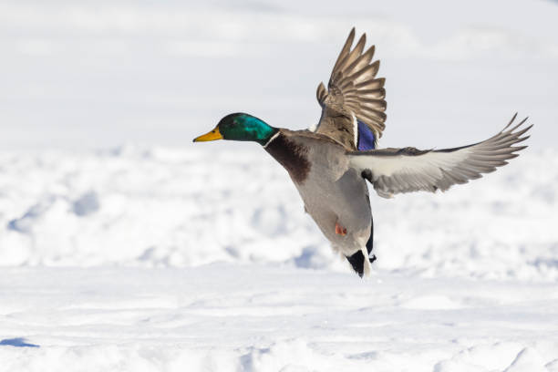 istock mallard or wild duck (Anas platyrhynchos) flying in winter 1463838881