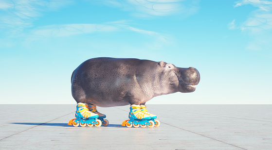 Hippopotamus goes on rollers. This is a 3d render illustration