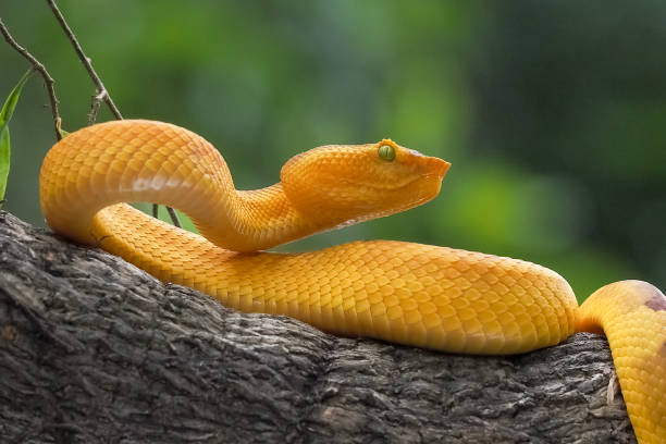 istock Yellow flat-nosed viper craspedocephalus or ( Trimeresurus puniceus ) hanging on a branch. Bothriechis schlegelii, beautiful colored venomous pit viper 1463840277
