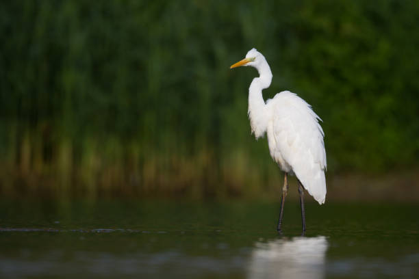 istock Bird Egretta alba Great Egret white bird on dark black background White Heron 1463840472