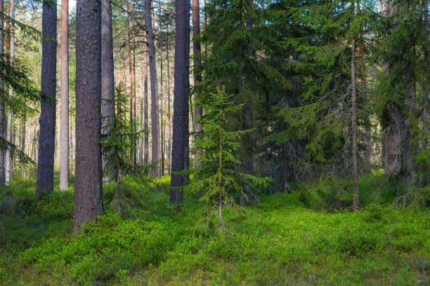 istock Inside the Nothern European pine forest 1463840955