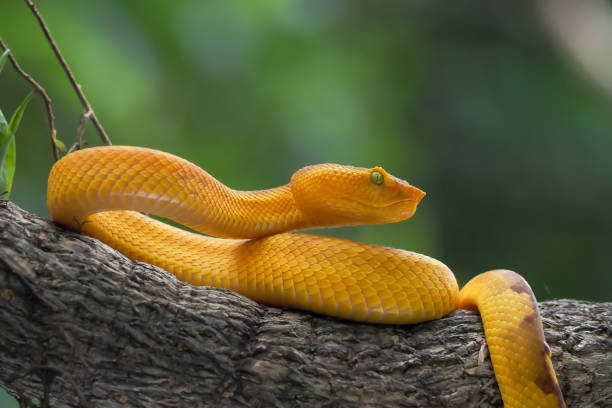 istock Yellow flat-nosed viper craspedocephalus or ( Trimeresurus puniceus ) hanging on a branch. Bothriechis schlegelii, beautiful colored venomous pit viper 1463841150
