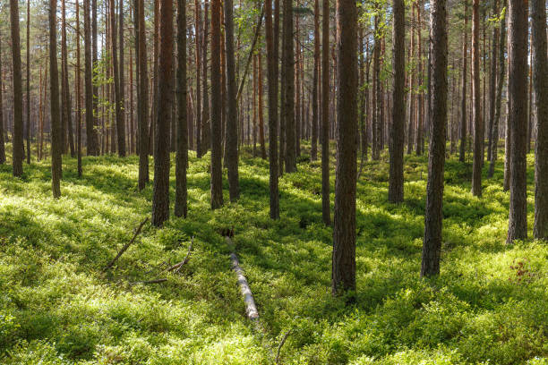 istock Inside the Nothern European pine forest 1463841157