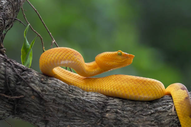 istock Yellow flat-nosed viper craspedocephalus or ( Trimeresurus puniceus ) hanging on a branch. Bothriechis schlegelii, beautiful colored venomous pit viper 1463841208