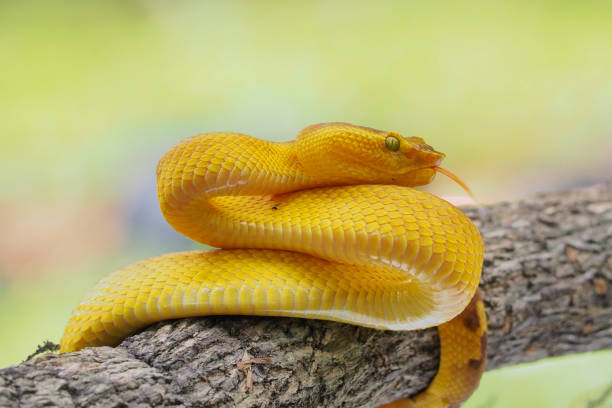 istock Yellow flat-nosed viper craspedocephalus or ( Trimeresurus puniceus ) hanging on a branch. Bothriechis schlegelii, beautiful colored venomous pit viper 1463841240