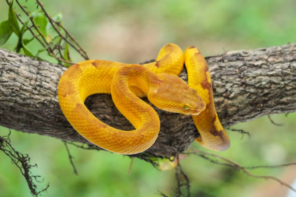 istock Yellow flat-nosed viper craspedocephalus or ( Trimeresurus puniceus ) hanging on a branch. Bothriechis schlegelii, beautiful colored venomous pit viper 1463841255