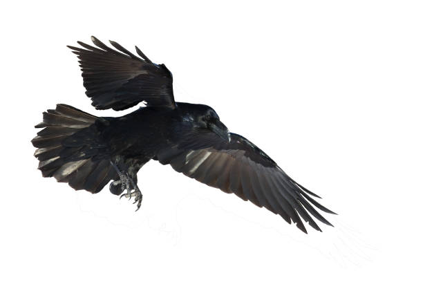 istock Birds flying raven isolated on white background Corvus corax. Halloween 1463842062