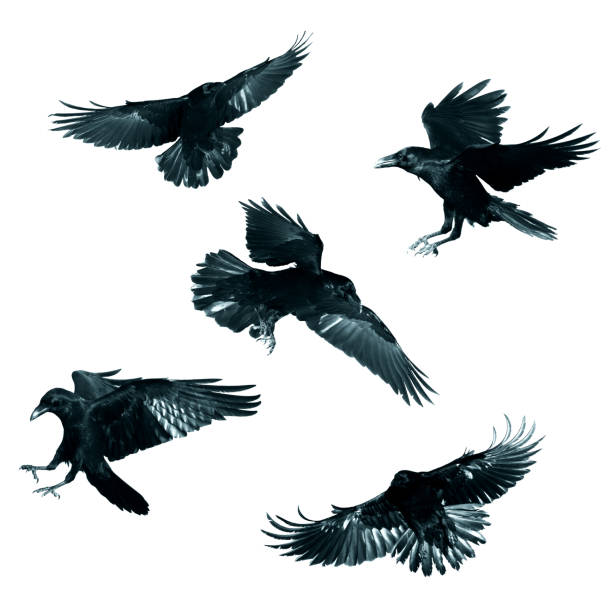 istock Birds flying raven isolated on white background Corvus corax. Halloween - mix five birds 1463842098