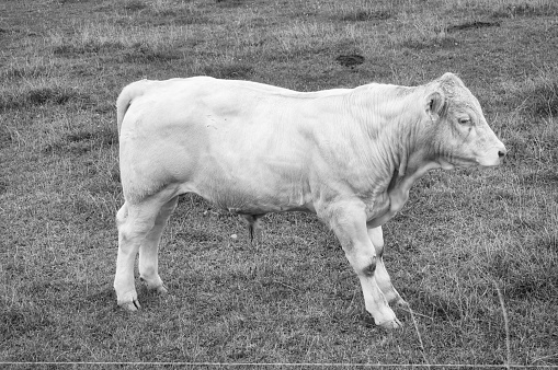 White bovine calf on the meadow in black white taken. Farm animal for meat production. Stronger hoofed animal. Photo of animal from agriculture
