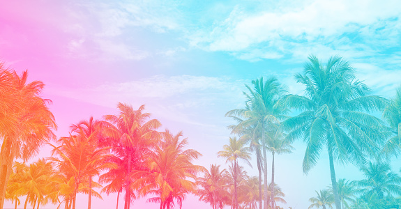 Colorful tropical palm trees landscape. Orange, pink and blue pastel tone palm trees on the skybackground. Copy Space.