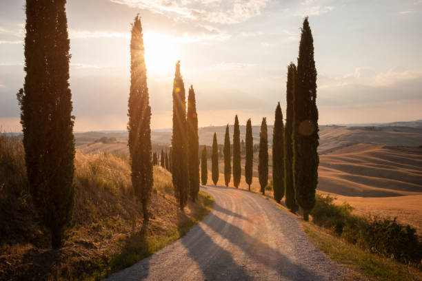 istock Road with cypresses on sunset in Tuscany, Italy 1463842790