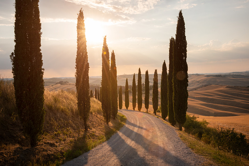 Road with cypresses on sunset in Tuscany, Italy