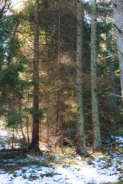 istock Early winter in the pine forest 1463842895