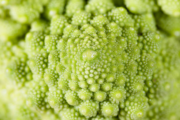 istock A close up view of a romanesco broccoli 1463845907