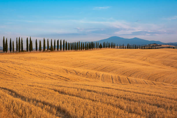 istock Countryside landscape with cypress trees among farm fields 1463846098