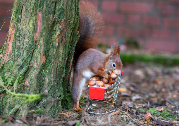 istock European red squirrel is collecting hazelnuts in a shopping trolley. 1463846786