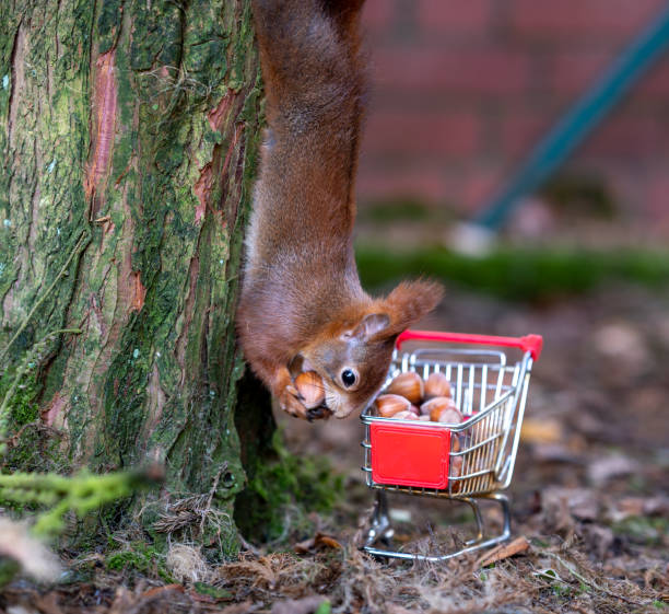 istock European red squirrel is hanging upside down on a tree and is collecting hazelnuts in a shopping trolley. 1463846788