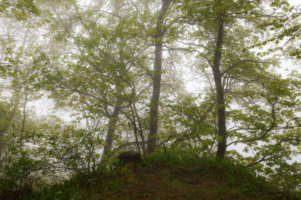 Autumn mist, red leaves, mountain peaks.