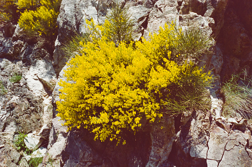 Yellow flowers among stones