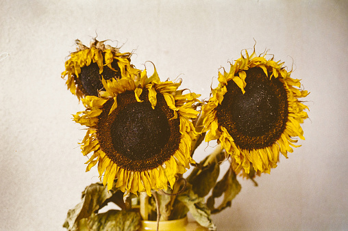 Old faded Sunflowers in a vase. Photo taken with old film camera and scanned negative