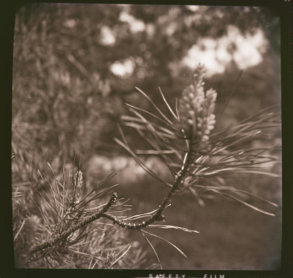 Vintage colors of a pine tree detail