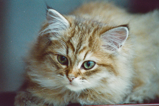 Vintage young domestic cat