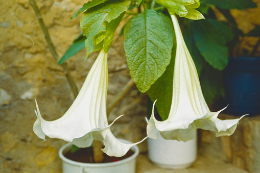 Datura innoxia - white flower close-up. Inoxia with green leaves. Floral background