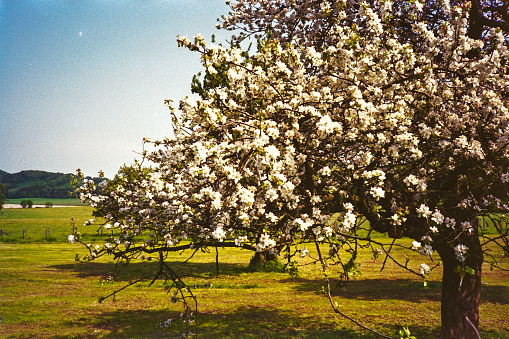 Cherry blossoms at the park, spring day. Taken with old film camera