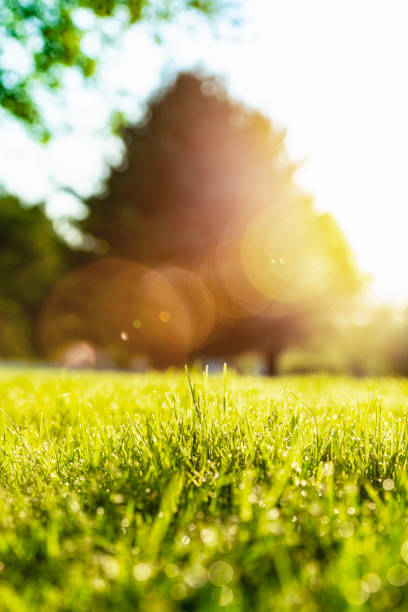 istock Low angle view from grass to the sun rising 1463852243