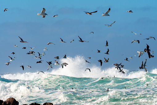 Flock of Seagulls flying over a rough ocean in Monterey Bay, California.