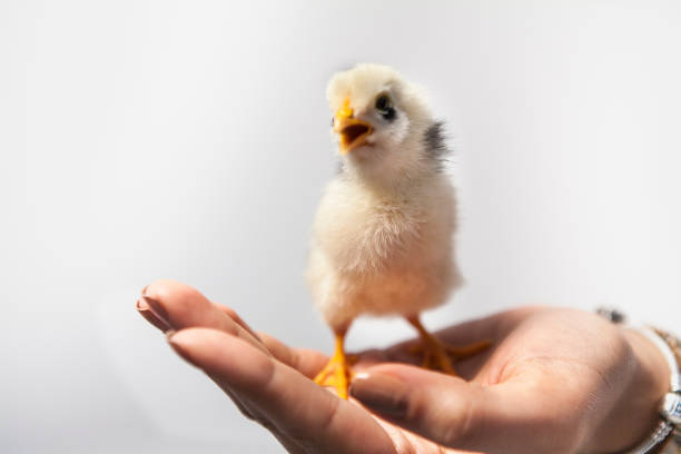 chick, yavru tavuk Yavru tavuk tutan el yavru tavuk stock pictures, royalty-free photos & images