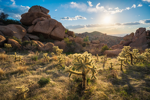 Sunset illuminates young teddy bear cholla cactus amongst the massive boulders in The Majestic McDowell Mountains