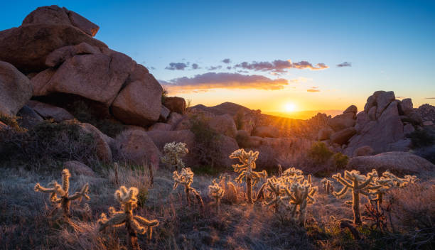 istock Sunset illuminates young teddy bear cholla cactus amongst the massive boulders in The Majestic McDowell Mountains 1463856584