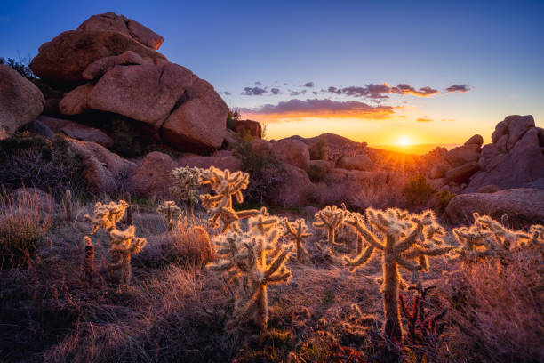 istock Sunset illuminates young teddy bear cholla cactus amongst the massive boulders in The Majestic McDowell Mountains 1463856638