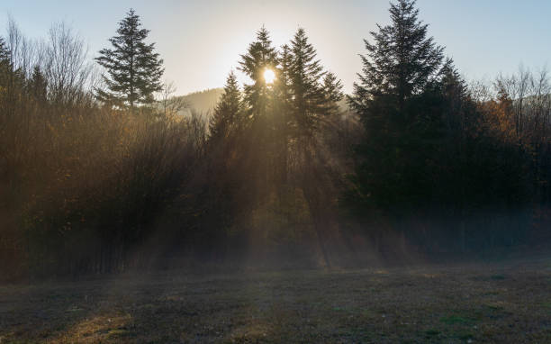 istock misty morning in the forest 1463858148