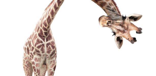 istock Giraffe face head hanging upside down. Curious gute giraffe peeks from above. Isolated on white 1463858375