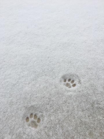 Cat tracks in snow, taken on mobile device. Taken with an iPhone 6s
