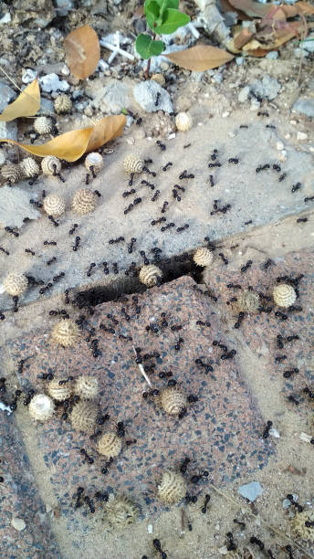 istock Ants on the sidewalk picking their own food, thorns 1463860024
