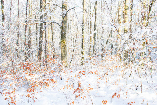 istock Frosty day in the winter forest. 1463861117
