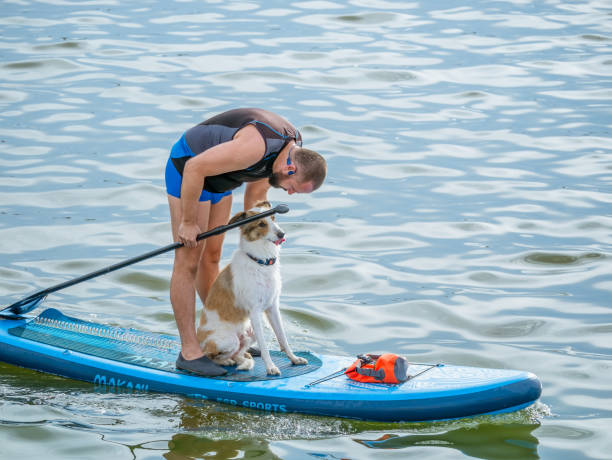 Man on a Paddleboard with his dog pet paddling on lake Dambovita ( Lacul Morii), in Bucharest. Bucharest, Romania - 10.28.2022: Man on a Paddleboard with his dog pet paddling on lake Dambovita ( Lacul Morii), in Bucharest. bucharest Paddleboaring stock pictures, royalty-free photos & images
