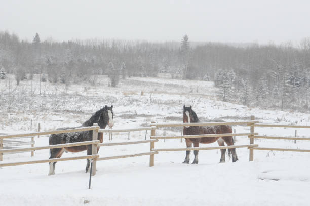 two Clydesdale horses standing in pasture with snow covered ground and wooden fence at farm