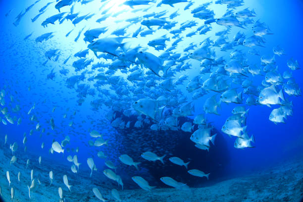 istock Shoals and more shoals. 1463864064