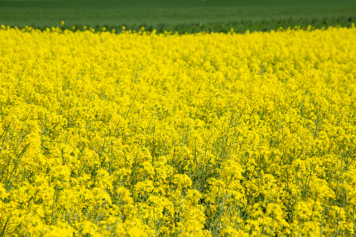 Blooming rapeseed field in spring