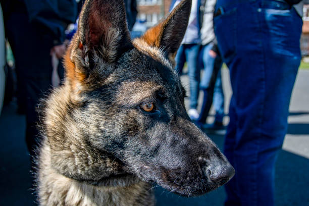 istock German Shepherd dog head with dark fur 1463865740